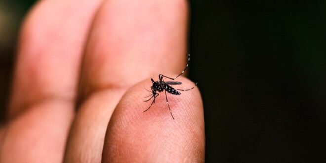A121 – Em uma semana, Assis registra mais de 600 casos de dengue